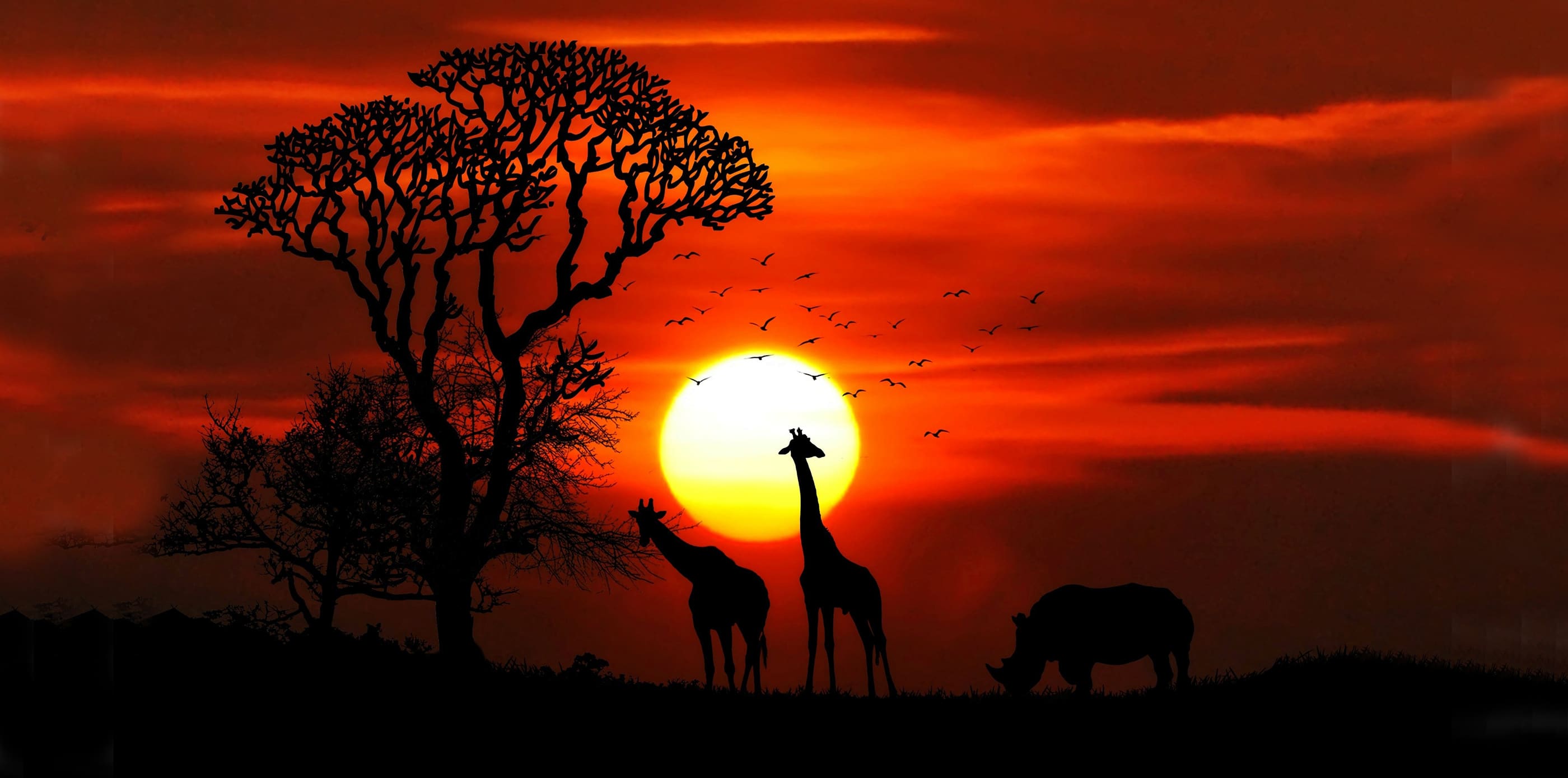 giraffes, south africa